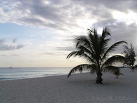 Palm on Dover beach.