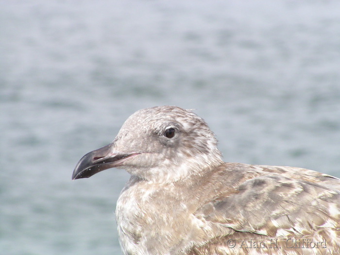 Bird on Venice pier