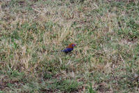 dsc_1064.jpg