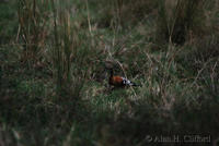 dsc_1095.jpg