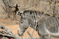 Grevy’s zebra