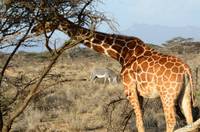 Reticulated giraffe and Grevy’s zebra