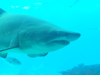 x-s1_2965.jpg