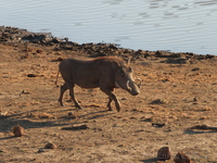 Warthog
