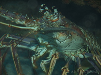 f200_4251.jpg