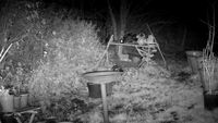 foxycam
